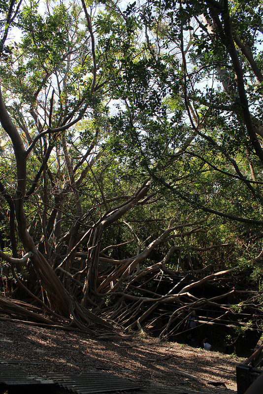 安平樹屋://台南景點//安平樹屋。大自然的偉大傑作,生命力的無限表現,一起大口呼吸吸鮮空氣吧
