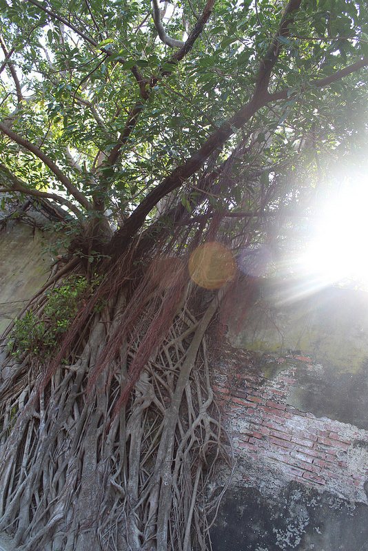 安平樹屋://台南景點//安平樹屋。大自然的偉大傑作,生命力的無限表現,一起大口呼吸吸鮮空氣吧