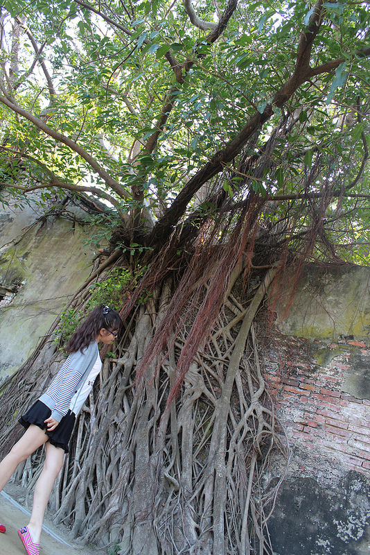 安平樹屋://台南景點//安平樹屋。大自然的偉大傑作,生命力的無限表現,一起大口呼吸吸鮮空氣吧