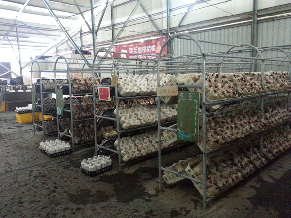 百菇莊：[台中][景點]百菇莊~七彩繽紛採菇趣