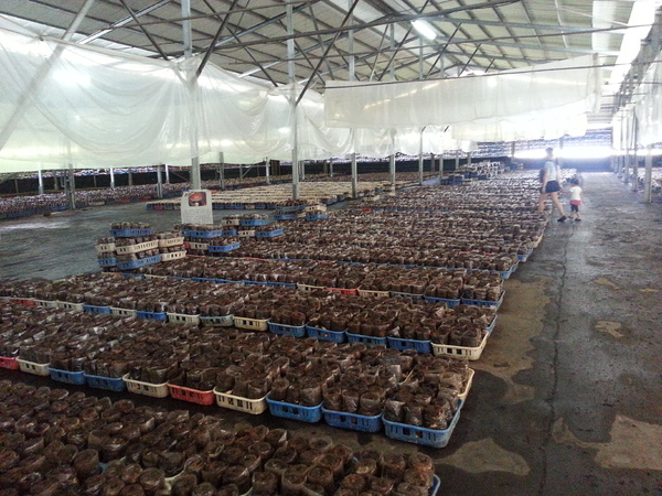 百菇莊：[台中][景點]百菇莊~七彩繽紛採菇趣