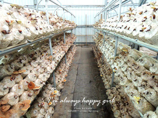 2014-8-24百菇莊 (15).jpg