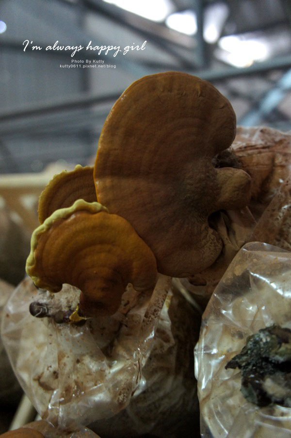 2014-8-24百菇莊 (21).jpg