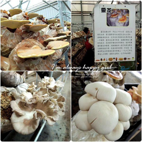 2014-8-24百菇莊 (14).jpg