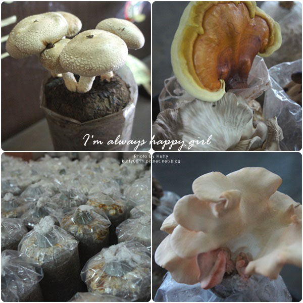 2014-8-24百菇莊 (18).jpg