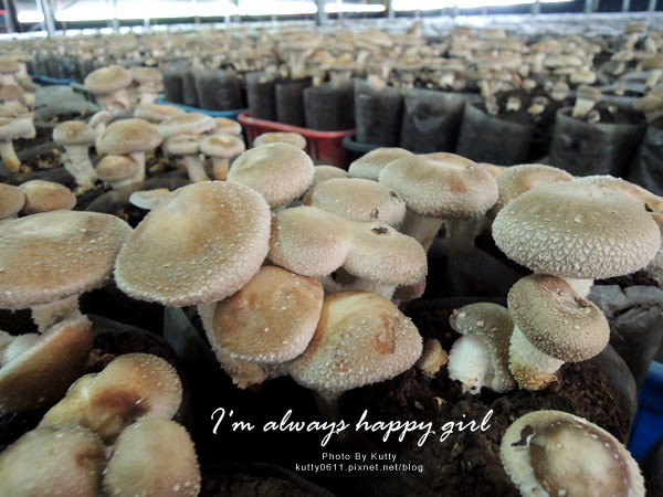2014-8-24百菇莊 (13).jpg