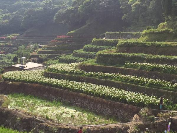 2013竹子湖海芋季：[陽明山一日遊]台北 陽明山 祕密景點之遇見海芋梯田大美麗