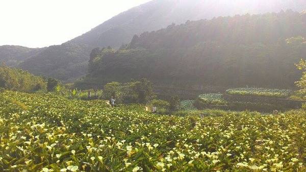 2013竹子湖海芋季：[陽明山一日遊]台北 陽明山 祕密景點之遇見海芋梯田大美麗