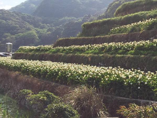 2013竹子湖海芋季：[陽明山一日遊]台北 陽明山 祕密景點之遇見海芋梯田大美麗