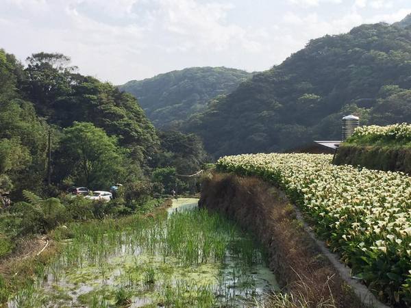 2013竹子湖海芋季：[陽明山一日遊]台北 陽明山 祕密景點之遇見海芋梯田大美麗