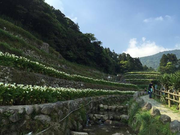 2013竹子湖海芋季：[陽明山一日遊]台北 陽明山 祕密景點之遇見海芋梯田大美麗