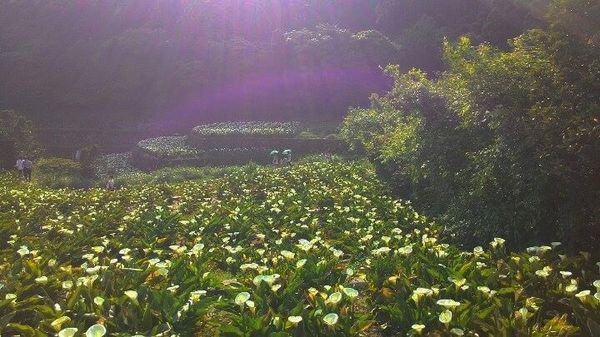 2013竹子湖海芋季：[陽明山一日遊]台北 陽明山 祕密景點之遇見海芋梯田大美麗