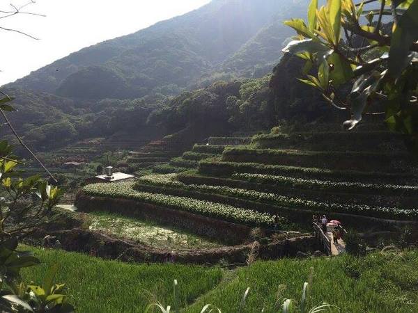 2013竹子湖海芋季：[陽明山一日遊]台北 陽明山 祕密景點之遇見海芋梯田大美麗