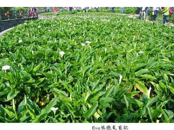 竹子湖：【食記】oO。台北 陽明山 