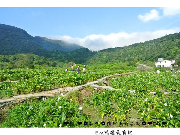 竹子湖：【食記】oO。台北 陽明山 
