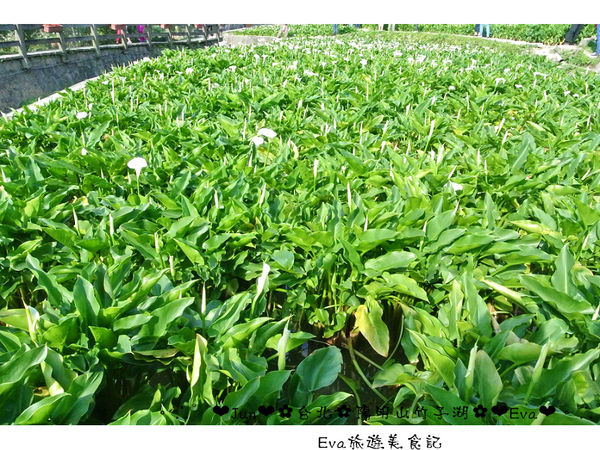 竹子湖：【食記】oO。台北 陽明山 