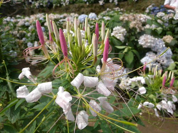 竹子湖高家繡球花田：[台北] 陽明山 竹子湖 滿遍 繡球花   假日快點衝啦!!!!