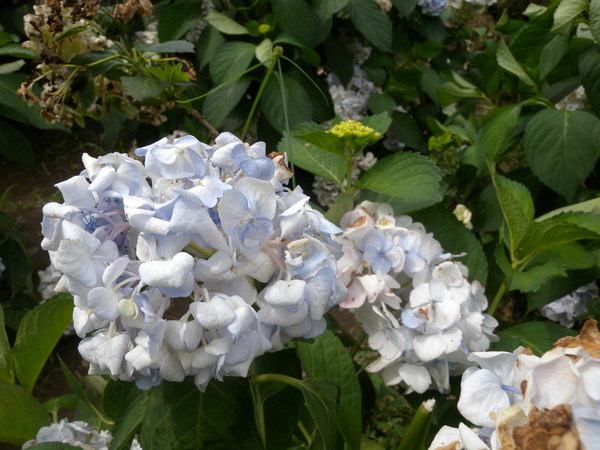 竹子湖高家繡球花田：[台北] 陽明山 竹子湖 滿遍 繡球花   假日快點衝啦!!!!