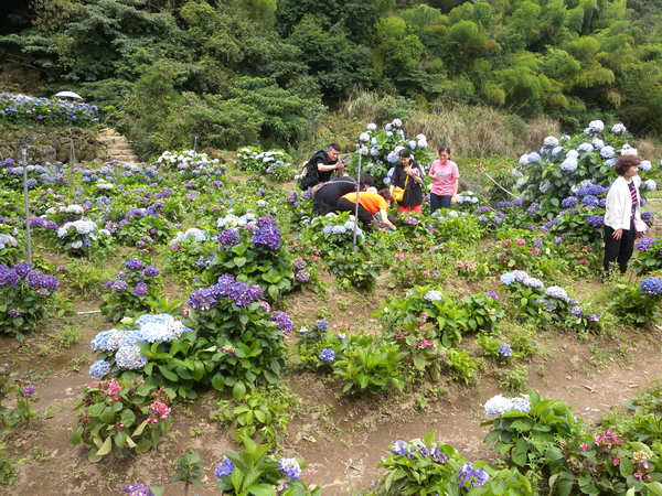 竹子湖高家繡球花田：[台北] 陽明山 竹子湖 滿遍 繡球花   假日快點衝啦!!!!