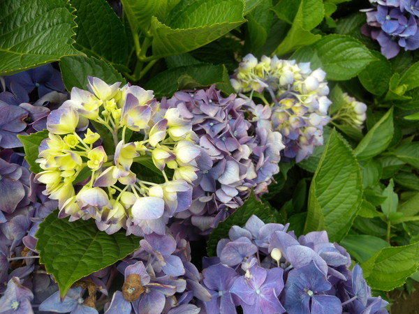 竹子湖高家繡球花田：[台北] 陽明山 竹子湖 滿遍 繡球花   假日快點衝啦!!!!