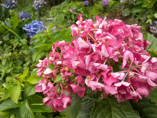 竹子湖高家繡球花田：[台北] 陽明山 竹子湖 滿遍 繡球花   假日快點衝啦!!!!