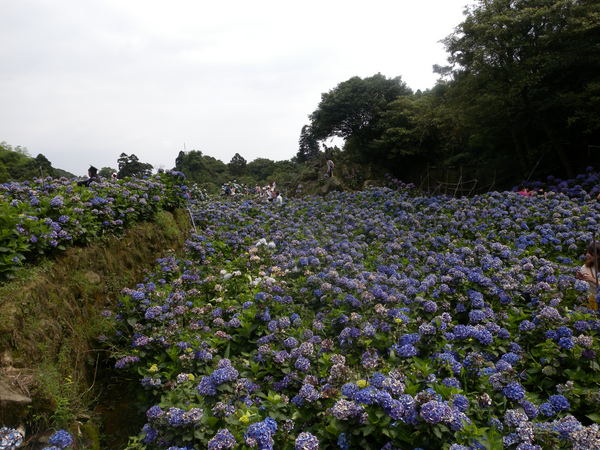 竹子湖高家繡球花田：[台北] 陽明山 竹子湖 滿遍 繡球花   假日快點衝啦!!!!
