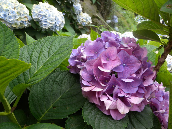 竹子湖高家繡球花田：[台北] 陽明山 竹子湖 滿遍 繡球花   假日快點衝啦!!!!