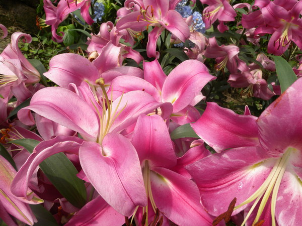 竹子湖高家繡球花田：[台北] 陽明山 竹子湖 滿遍 繡球花   假日快點衝啦!!!!