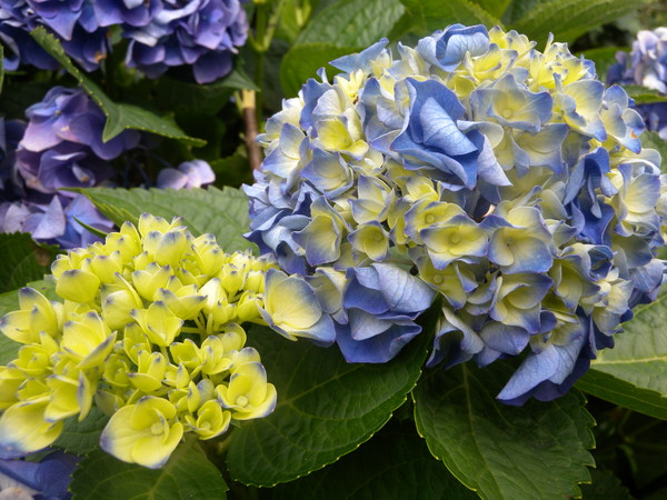 竹子湖高家繡球花田：[台北] 陽明山 竹子湖 滿遍 繡球花   假日快點衝啦!!!!