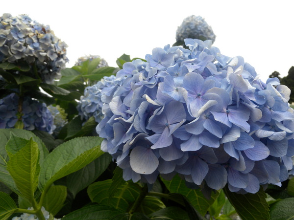 竹子湖高家繡球花田：[台北] 陽明山 竹子湖 滿遍 繡球花   假日快點衝啦!!!!