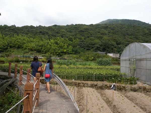 竹子湖高家繡球花田：[台北] 陽明山 竹子湖 滿遍 繡球花   假日快點衝啦!!!!