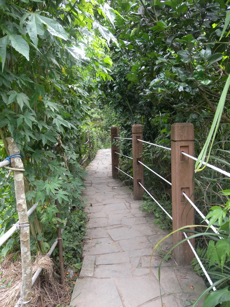 竹子湖高家繡球花田：[台北] 陽明山 竹子湖 滿遍 繡球花   假日快點衝啦!!!!