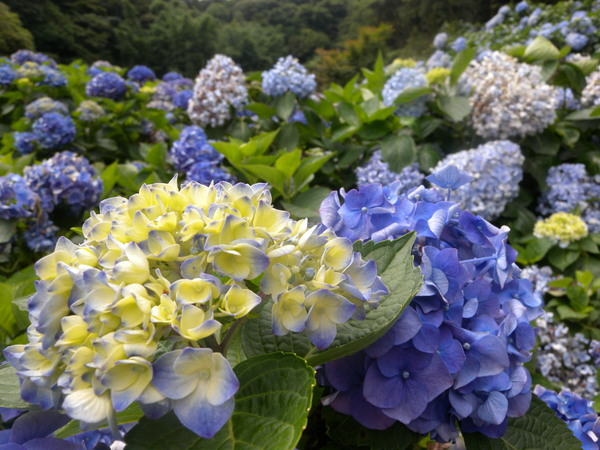竹子湖高家繡球花田：[台北] 陽明山 竹子湖 滿遍 繡球花   假日快點衝啦!!!!