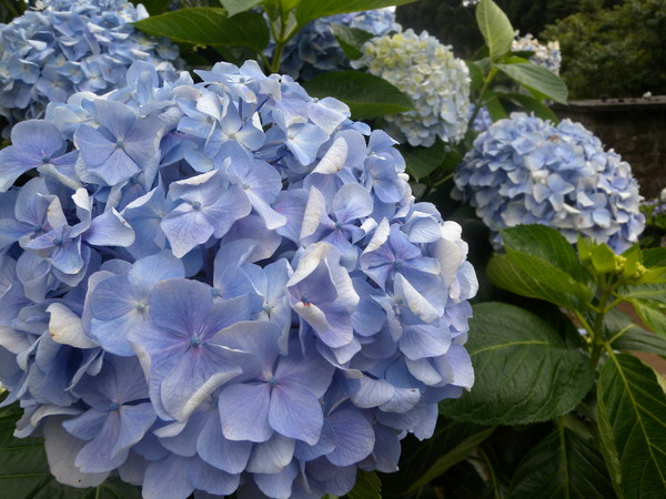 竹子湖高家繡球花田：[台北] 陽明山 竹子湖 滿遍 繡球花   假日快點衝啦!!!!