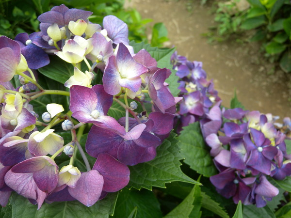 竹子湖高家繡球花田：[台北] 陽明山 竹子湖 滿遍 繡球花   假日快點衝啦!!!!