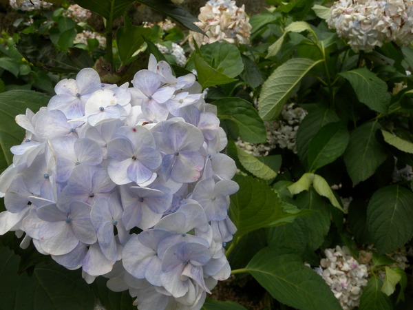 竹子湖高家繡球花田：[台北] 陽明山 竹子湖 滿遍 繡球花   假日快點衝啦!!!!
