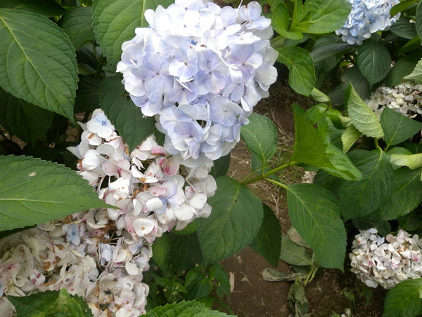 竹子湖高家繡球花田：[台北] 陽明山 竹子湖 滿遍 繡球花   假日快點衝啦!!!!