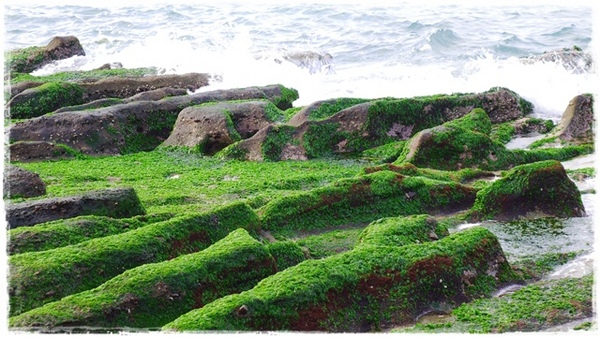 老梅綠石槽:【新北◍•ᴗ•◍石門】景點・北海岸老梅綠石槽✯婚紗拍攝景點|鑲嵌於老梅的祖母綠,期間限定翠綠海岸灘岩