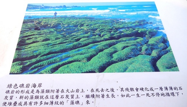 老梅綠石槽:【新北◍•ᴗ•◍石門】景點・北海岸老梅綠石槽✯婚紗拍攝景點|鑲嵌於老梅的祖母綠,期間限定翠綠海岸灘岩