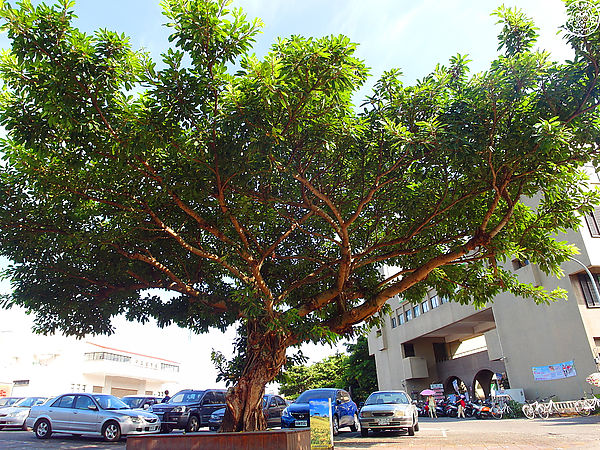 廣來商店：呷飽祙【花蓮･廣來商店】買到要靠運氣的伴手禮