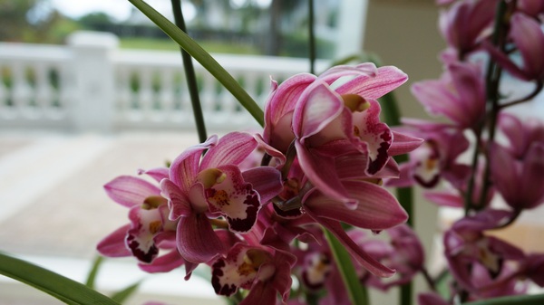 遠雄悅來-浮光大廳酒廊:花蓮遠雄悅來飯店 - 無敵海景下午茶