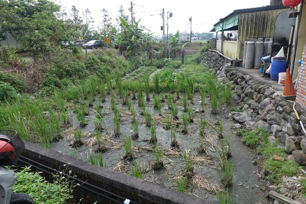 大灶雞:(胖樺食記)宜蘭礁溪推薦必吃美食「大灶雞」,高CP值熱炒加上美味多汁的大隻甕窯雞讓人大呼過癮