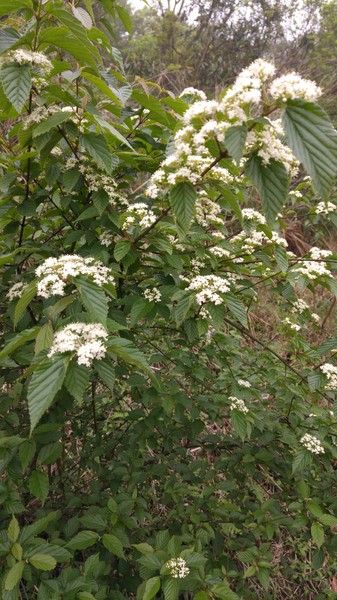 陽明山冷水坑:【台北旅遊】冷水坑趴趴走之牛奶湖、菁山吊橋與冷水坑生態池