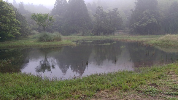 陽明山冷水坑:【台北旅遊】冷水坑趴趴走之牛奶湖、菁山吊橋與冷水坑生態池