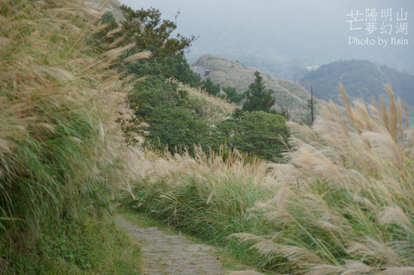 陽明山冷水坑芒花
