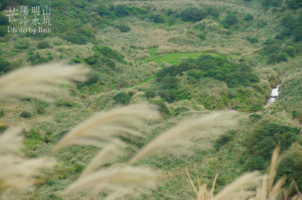陽明山冷水坑芒花