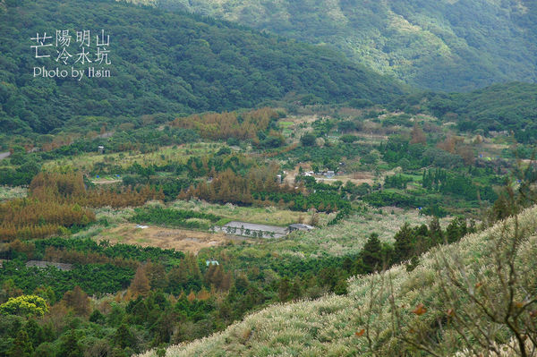 陽明山冷水坑芒花