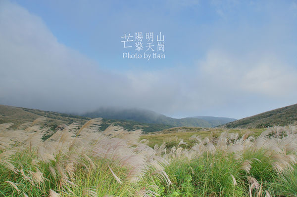 陽明山擎天崗芒花