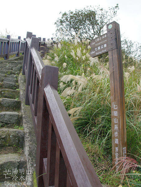 陽明山冷水坑芒花
