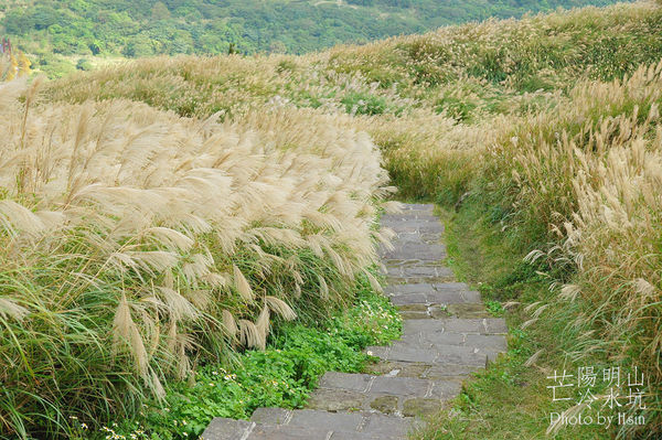 陽明山冷水坑芒花